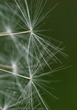 AllergyFix — Eliminate allergic reactions — Comox Valley, BC
